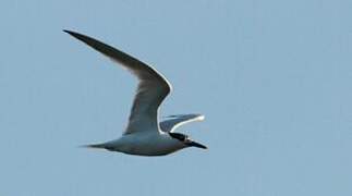 Sandwich Tern