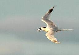 Sandwich Tern