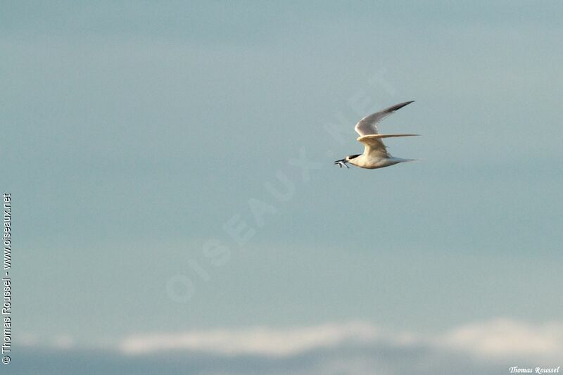 Sandwich Tern, identification, Flight, Behaviour