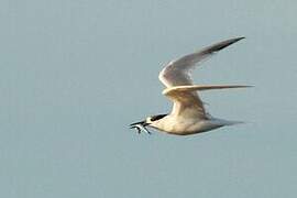 Sandwich Tern