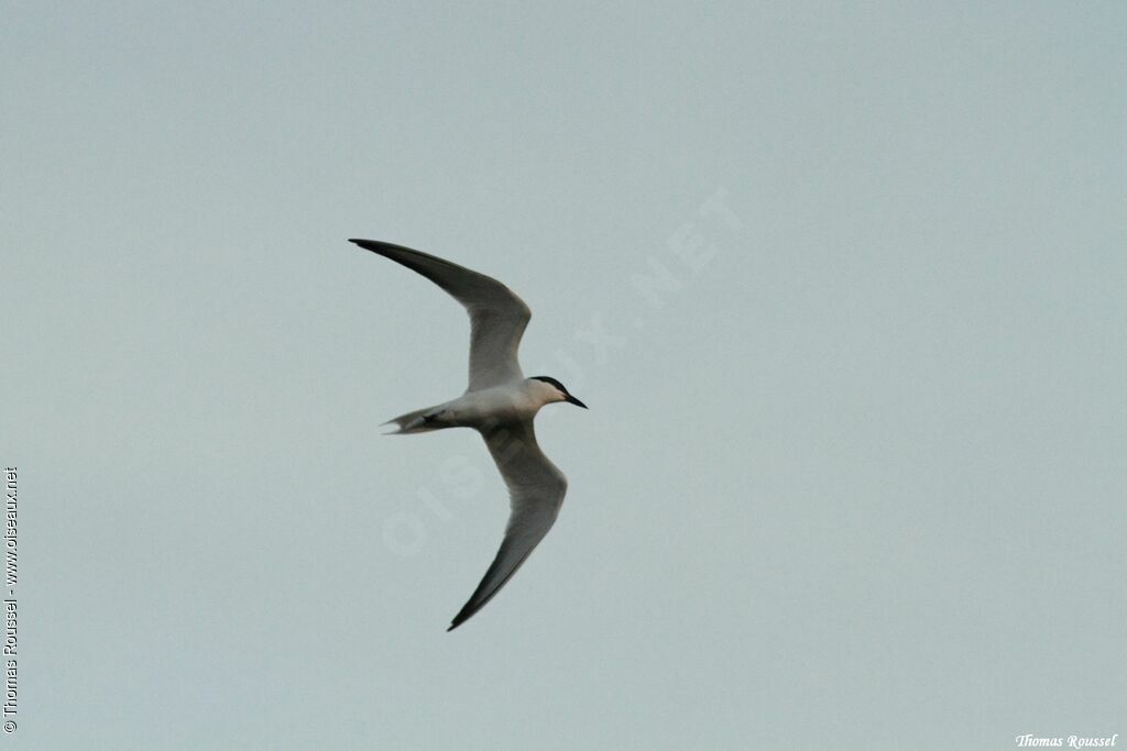 Gull-billed Tern