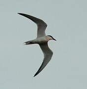 Gull-billed Tern