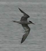 Common Tern