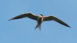 Common Tern