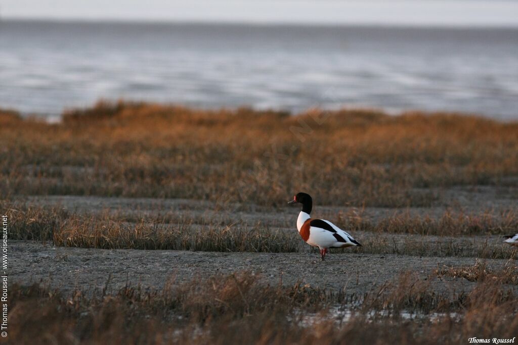 Common Shelduck, identification