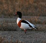 Common Shelduck