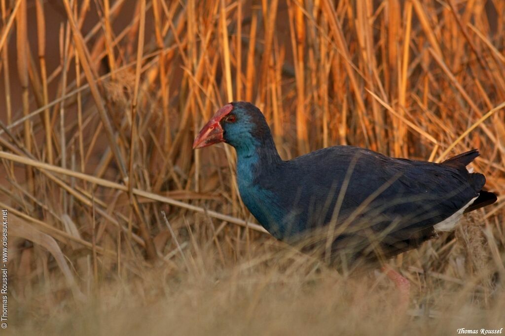 Western Swamphen