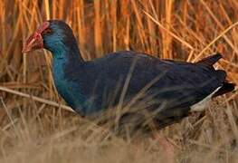 Western Swamphen