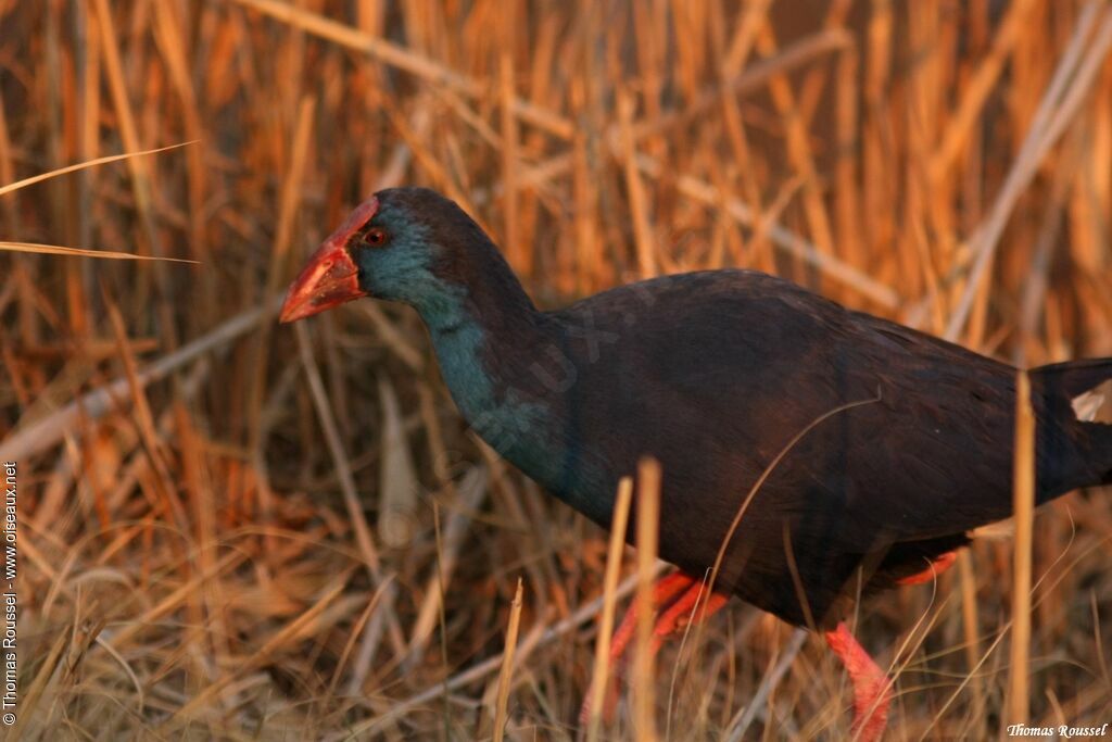 Western Swamphen, identification