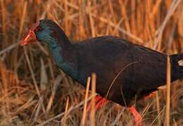 Western Swamphen