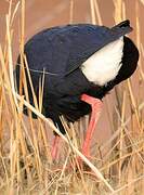 Western Swamphen