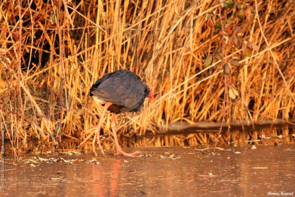 Western Swamphen