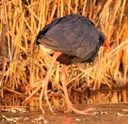 Western Swamphen