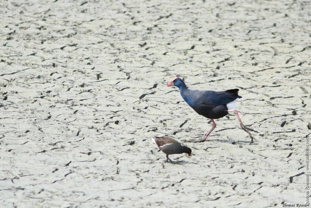 Western Swamphen, identification