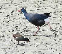 Western Swamphen