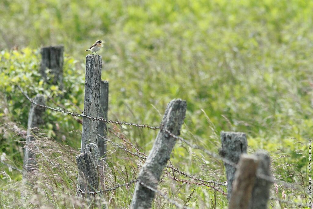 Whinchat