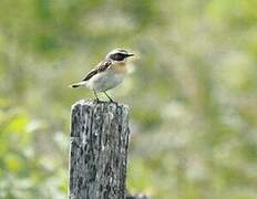 Whinchat