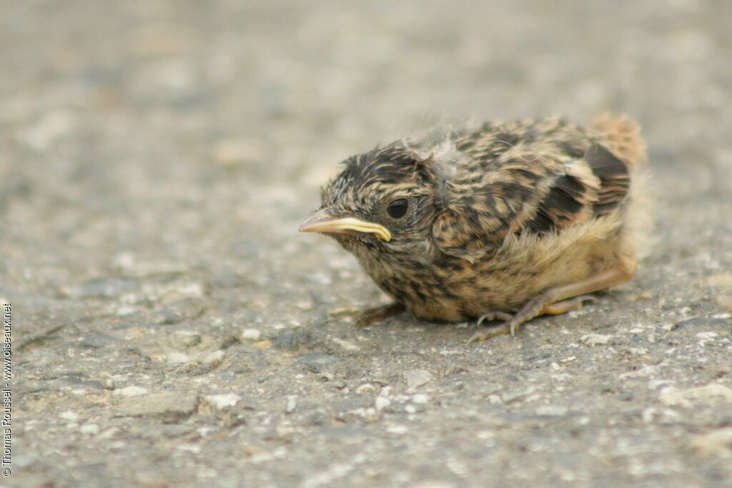 Tarier pâtrejuvénile, identification