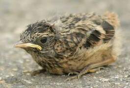 European Stonechat