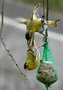 Eurasian Siskin