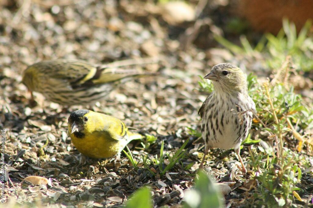 Eurasian Siskin , identification