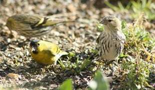 Eurasian Siskin