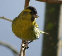 Eurasian Siskin