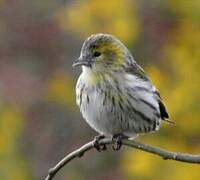 Eurasian Siskin