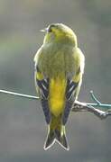 Eurasian Siskin