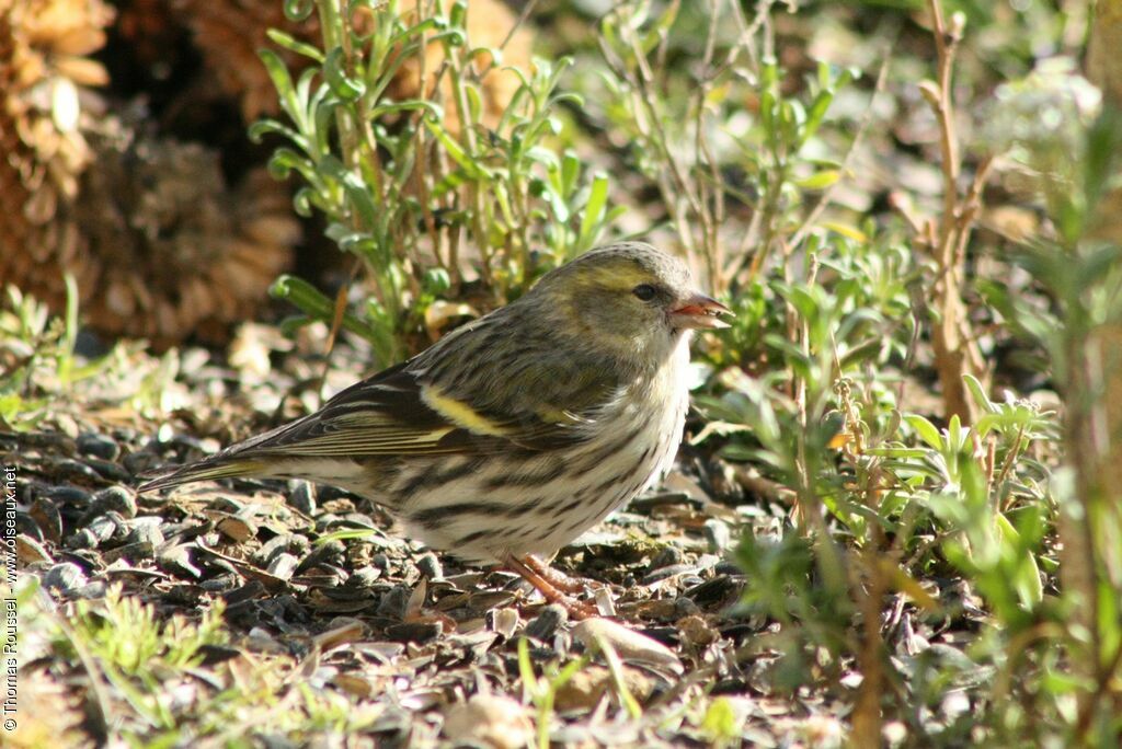 Eurasian Siskin