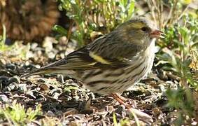 Eurasian Siskin