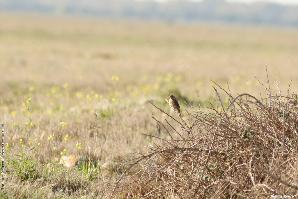 Eurasian Wryneck