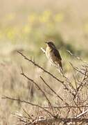 Eurasian Wryneck