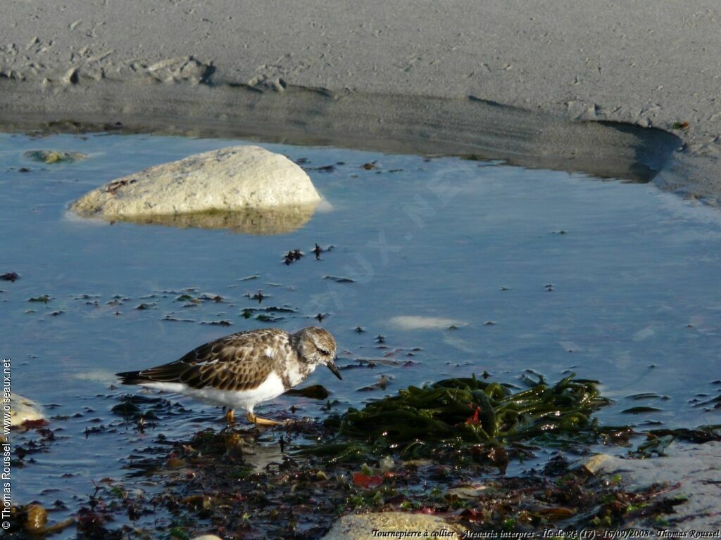 Ruddy Turnstone