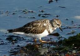 Ruddy Turnstone