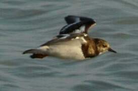 Ruddy Turnstone