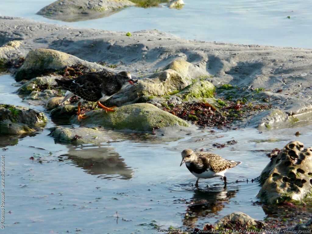 Ruddy Turnstone