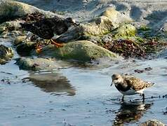 Ruddy Turnstone