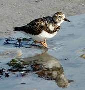 Ruddy Turnstone