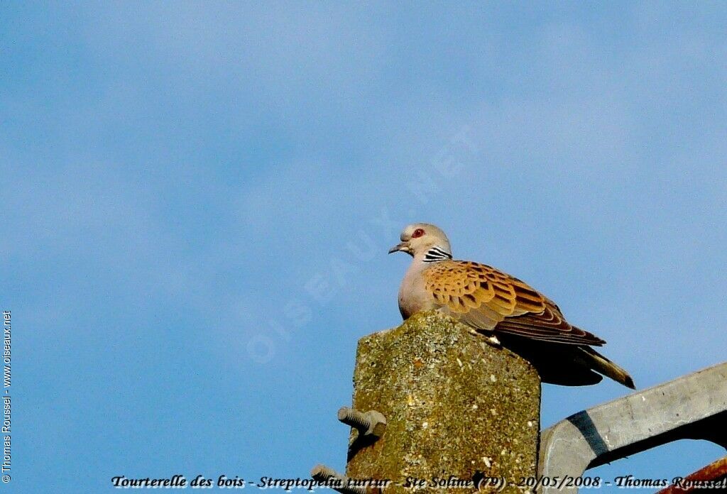 European Turtle Dove