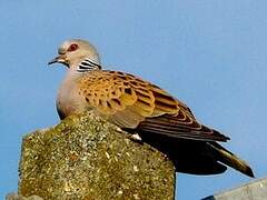 European Turtle Dove