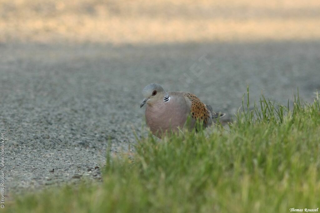 European Turtle Dove