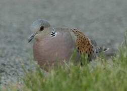 European Turtle Dove