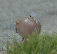 European Turtle Dove