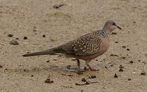 Spotted Dove