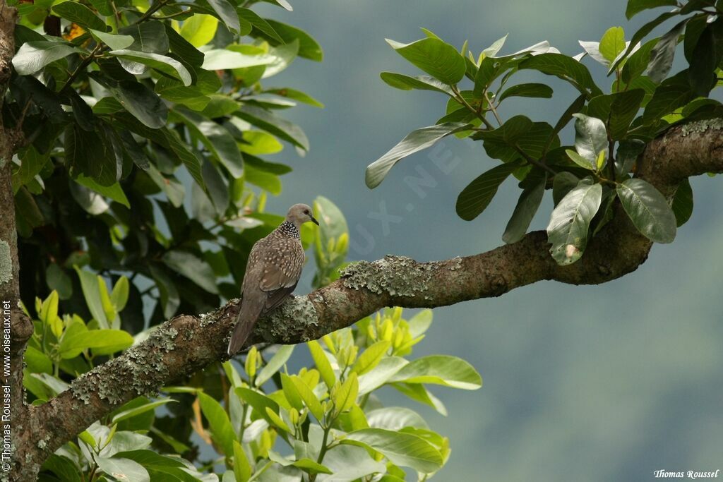 Spotted Dove, identification