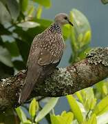 Spotted Dove