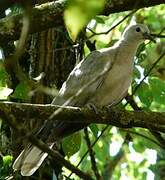 Eurasian Collared Dove