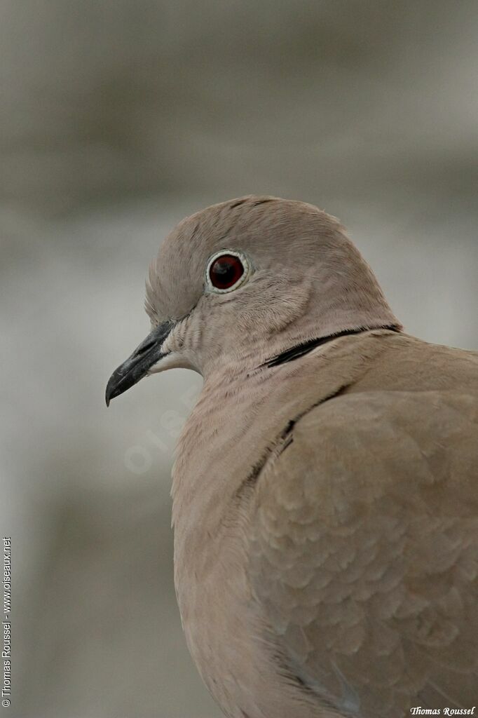 Tourterelle turque, identification