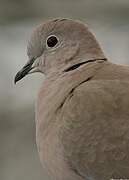 Eurasian Collared Dove